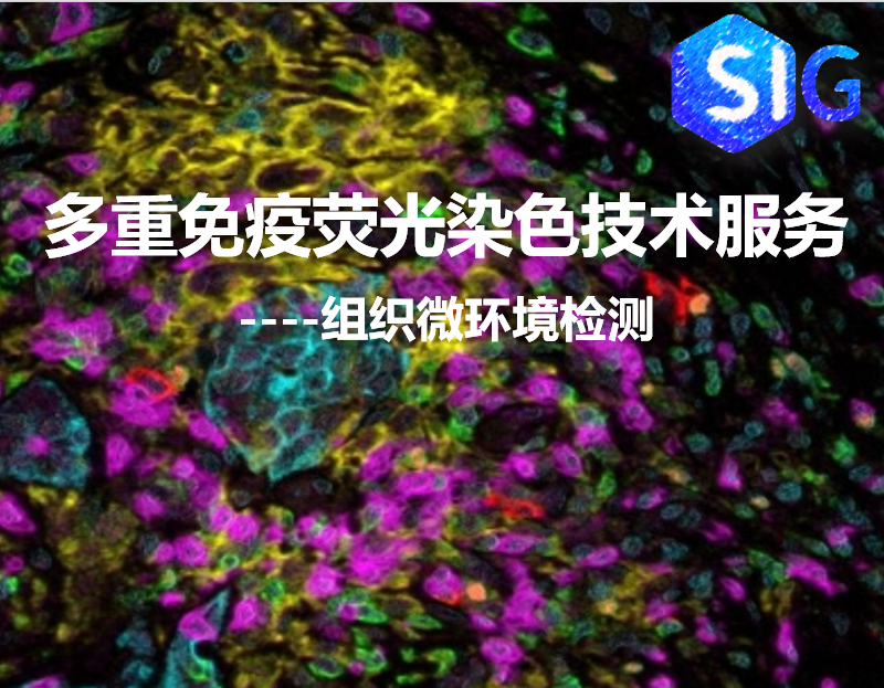 多重免疫荧光染色技术服务
